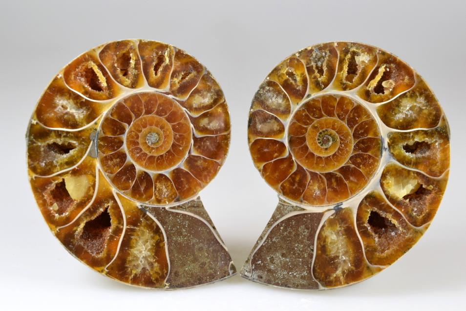 Ammonite Pair 6.8cm | Image 1
