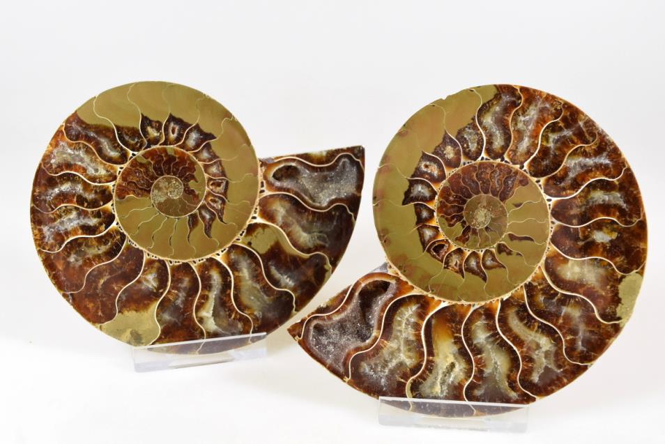 Ammonite Pair 10.5cm | Image 1