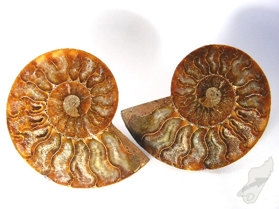 Ammonite Pair 7.9cm | Image 1