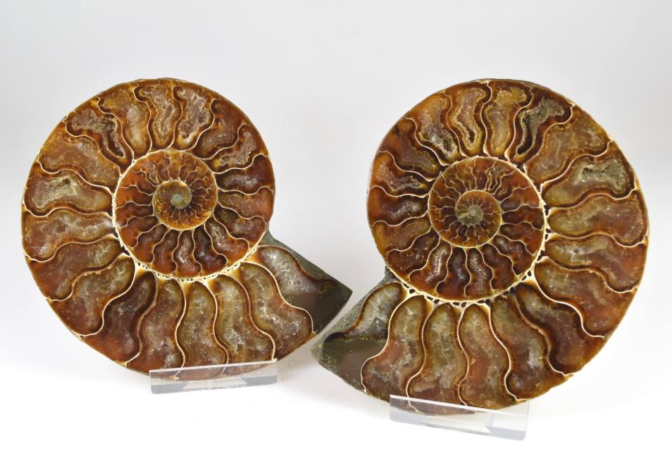 Ammonite Pair 11.2cm | Image 1