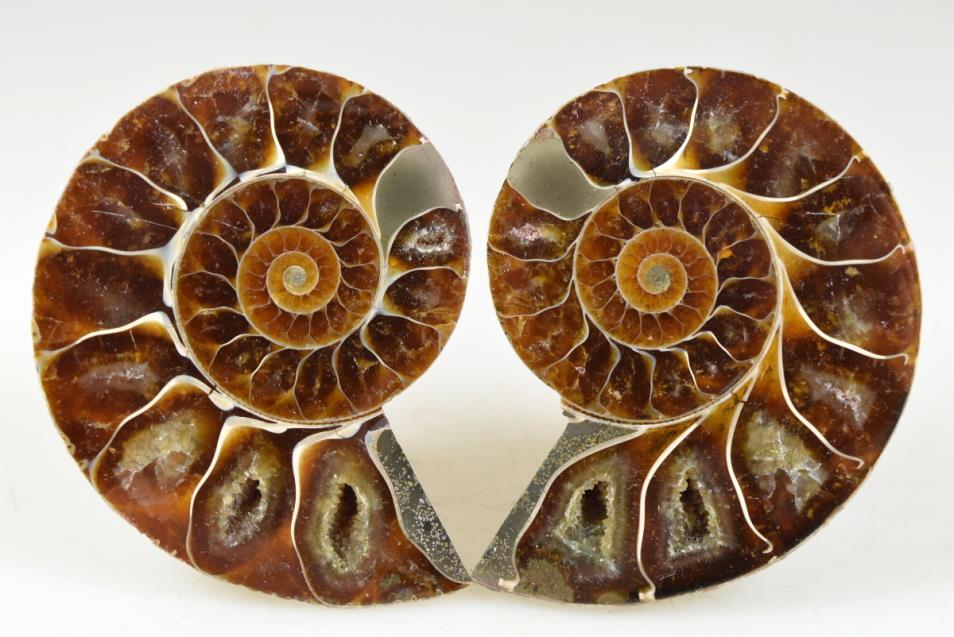 Ammonite Pair 6.7cm | Image 1