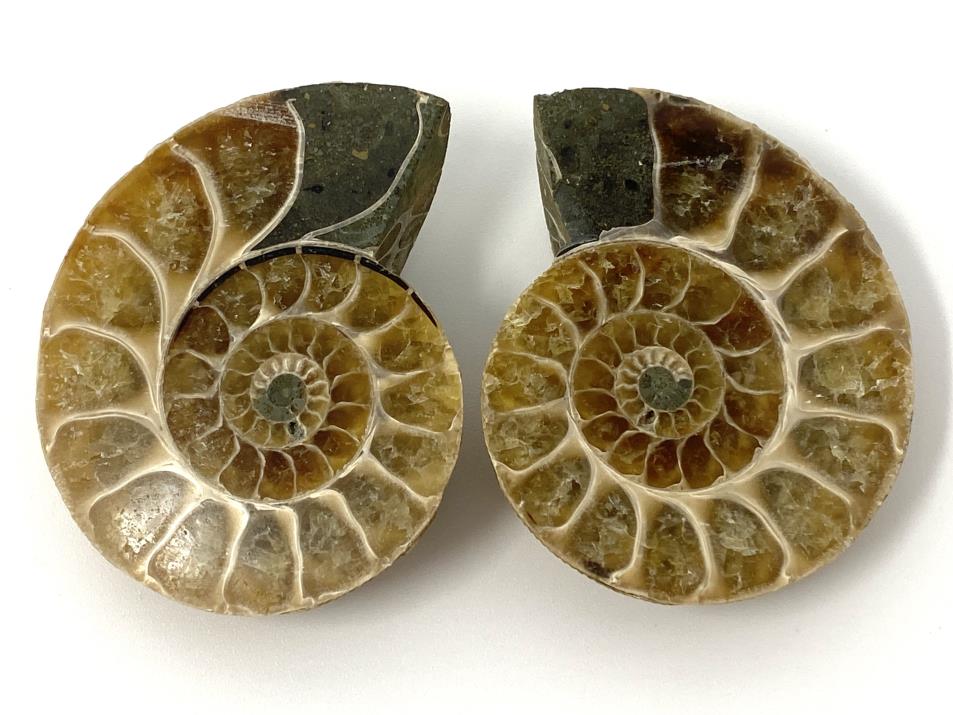 Ammonite Pair 5.2cm | Image 1