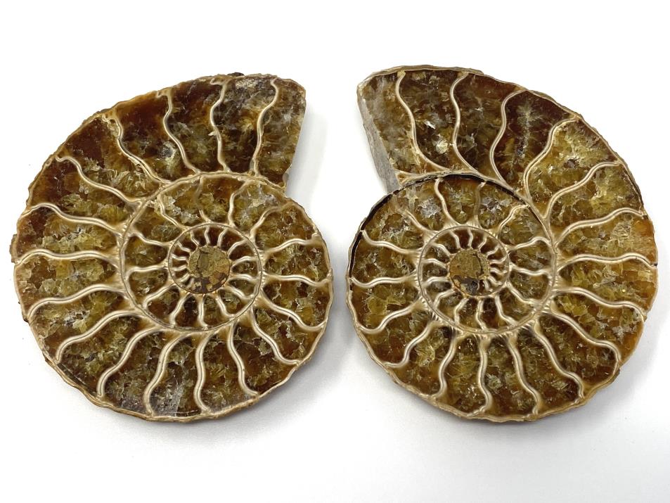 Ammonite Pair 7cm | Image 1