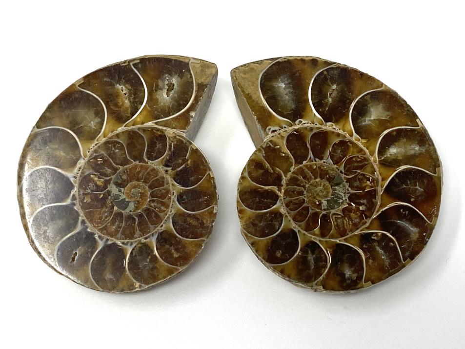 Ammonite Pair 5.7cm | Image 1