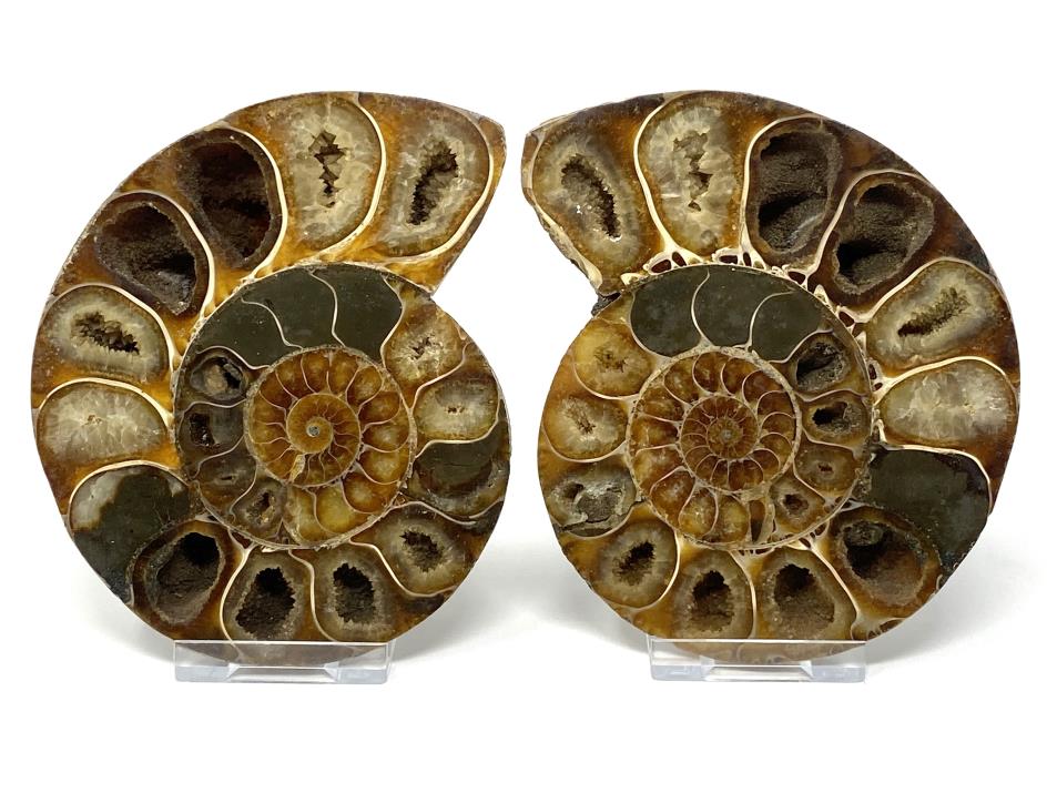 Ammonite Pair 12cm | Image 1