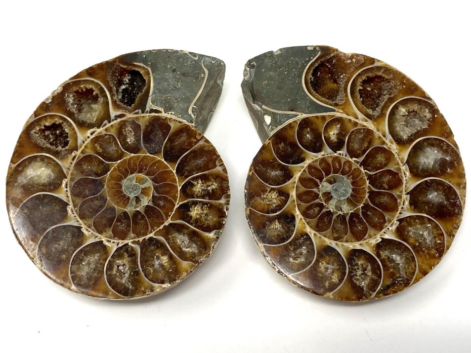 Ammonite Pair 4.9cm | Image 1