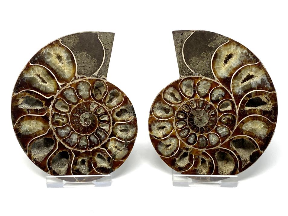Ammonite Pair 9.8cm | Image 1