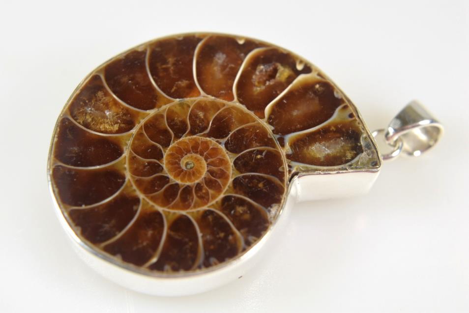Ammonite Pendant 13.1grams | Image 1