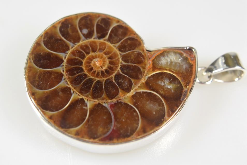 Ammonite Pendant 14.2grams | Image 1