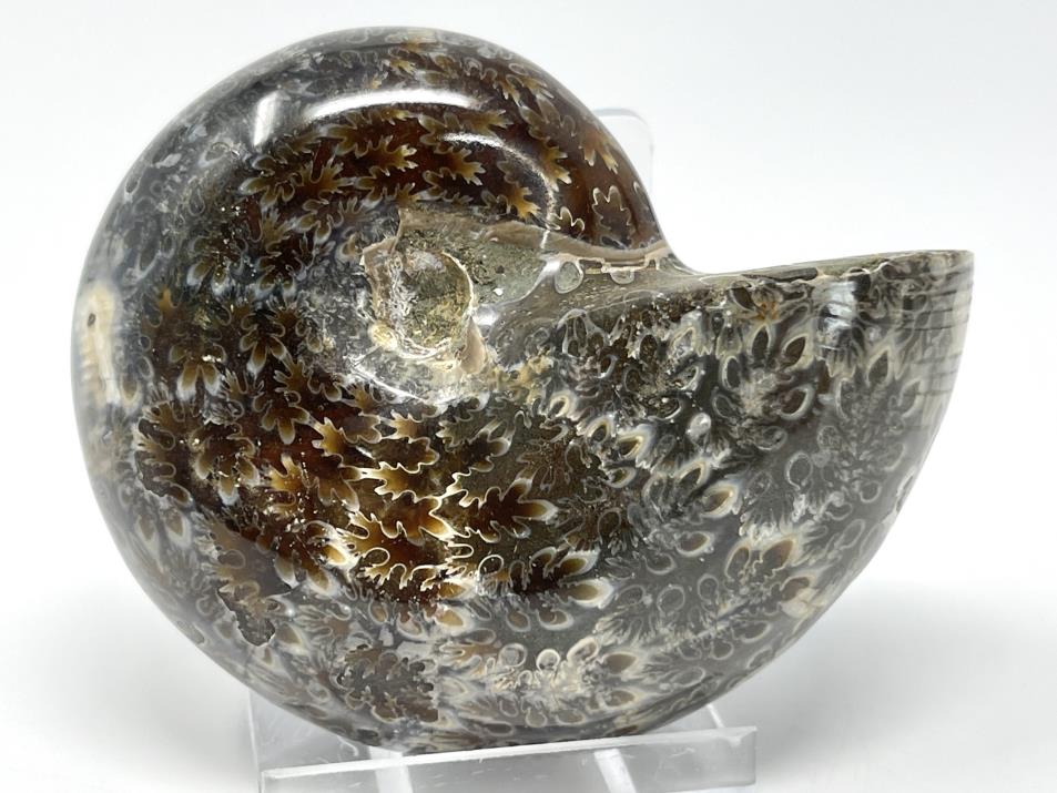 Ammonite Phylloceras 7.6cm | Image 1