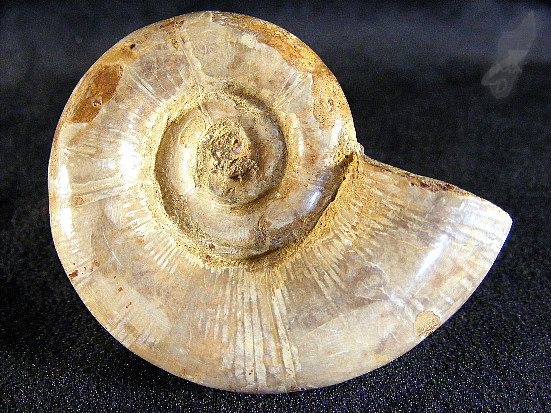 Ammonite Lytoceras 6.5cm | Image 1