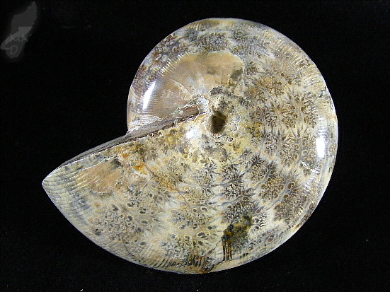 Ammonite Phylloceras 8.2cm | Image 1