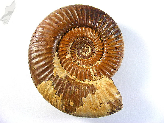 Ammonite Perisphinctes 9.3cm | Image 1