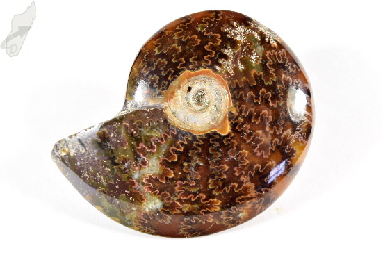 Ammonite Cleoniceras 8.1cm | Image 1