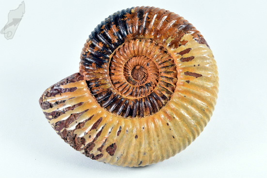 Ammonite Perisphinctes 9.1cm | Image 1