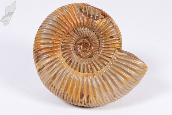 Ammonite Perisphinctes 7cm | Image 1