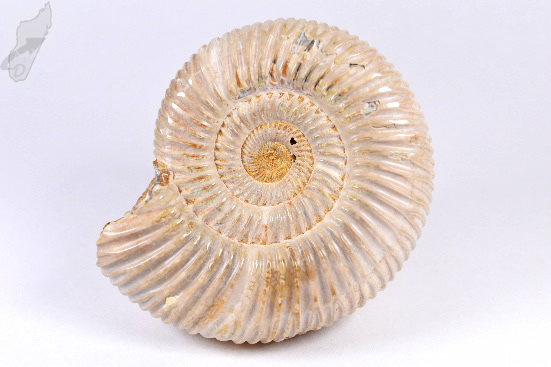 Ammonite Perisphinctes 8.1cm | Image 1