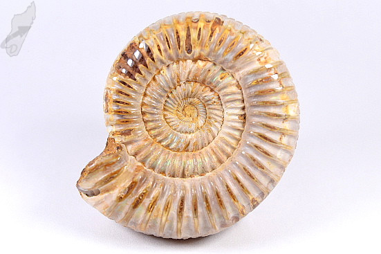 Ammonite Perisphinctes 7.6cm | Image 1
