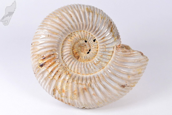Ammonite Perisphinctes 9.2cm | Image 1