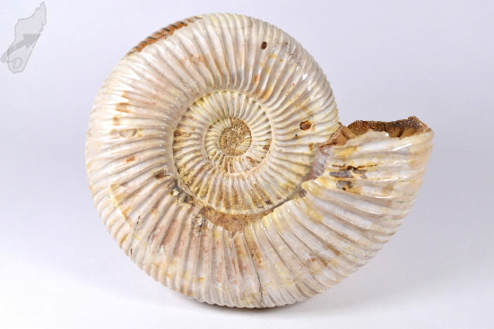 Ammonite Perisphinctes 11.5cm | Image 1