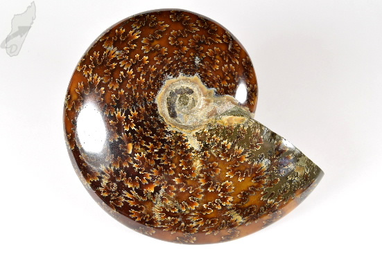 Ammonite Cleoniceras 11.8cm | Image 1