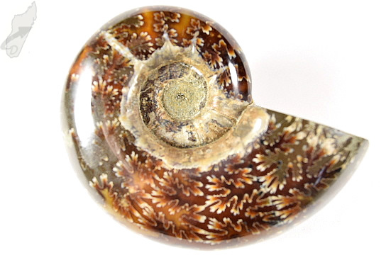 Ammonite Lytoceras 9.7cm | Image 1
