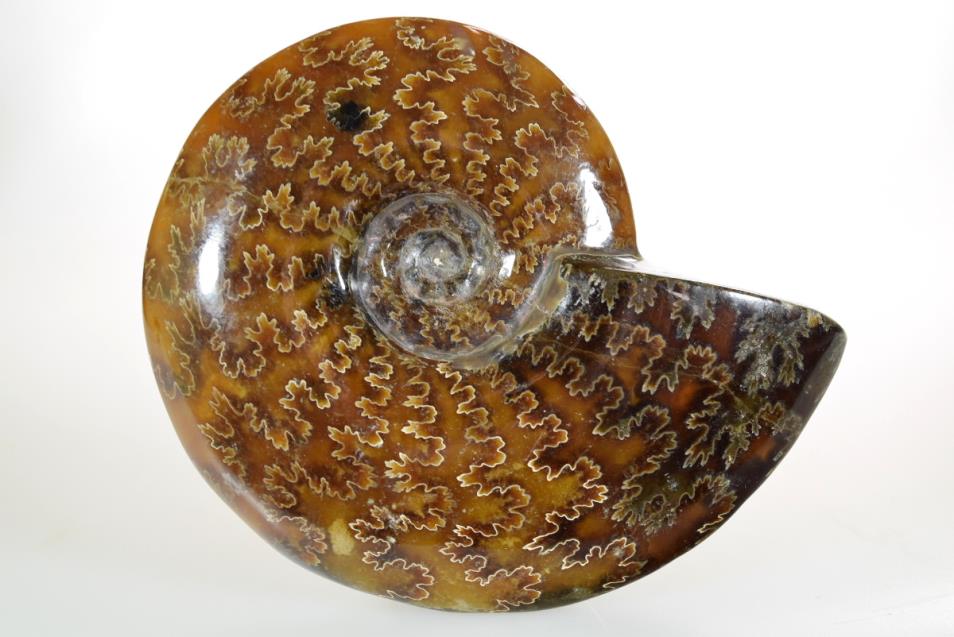 Ammonite Cleoniceras 10.7cm | Image 1