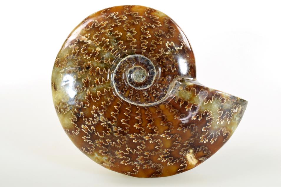 Ammonite Cleoniceras 13.3cm | Image 1