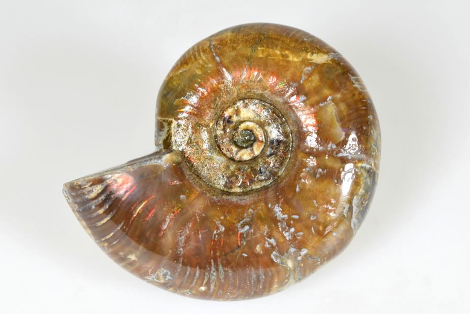 Ammonite Puzosia 6.2cm | Image 1
