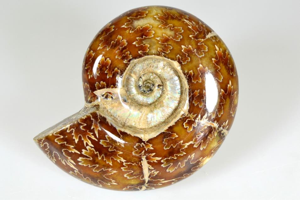 Ammonite Puzosia 8.4cm | Image 1