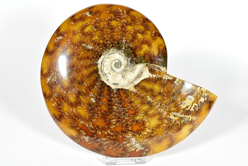 Ammonite Cleoniceras Large 18.8cm | Image 1