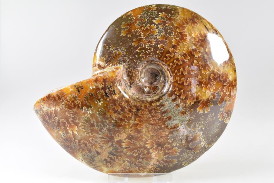 Ammonite Cleoniceras 13.2cm | Image 1