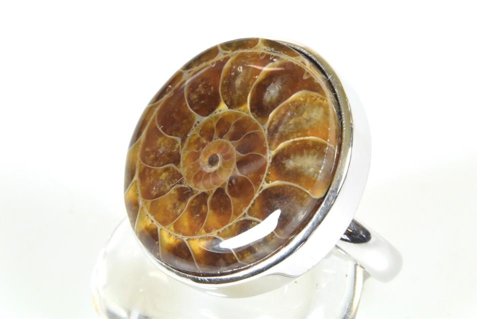 Ammonite Ring US 8 | Image 1