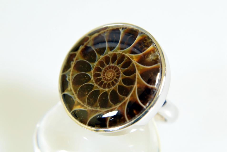 Ammonite Ring 11.15grams | Image 1