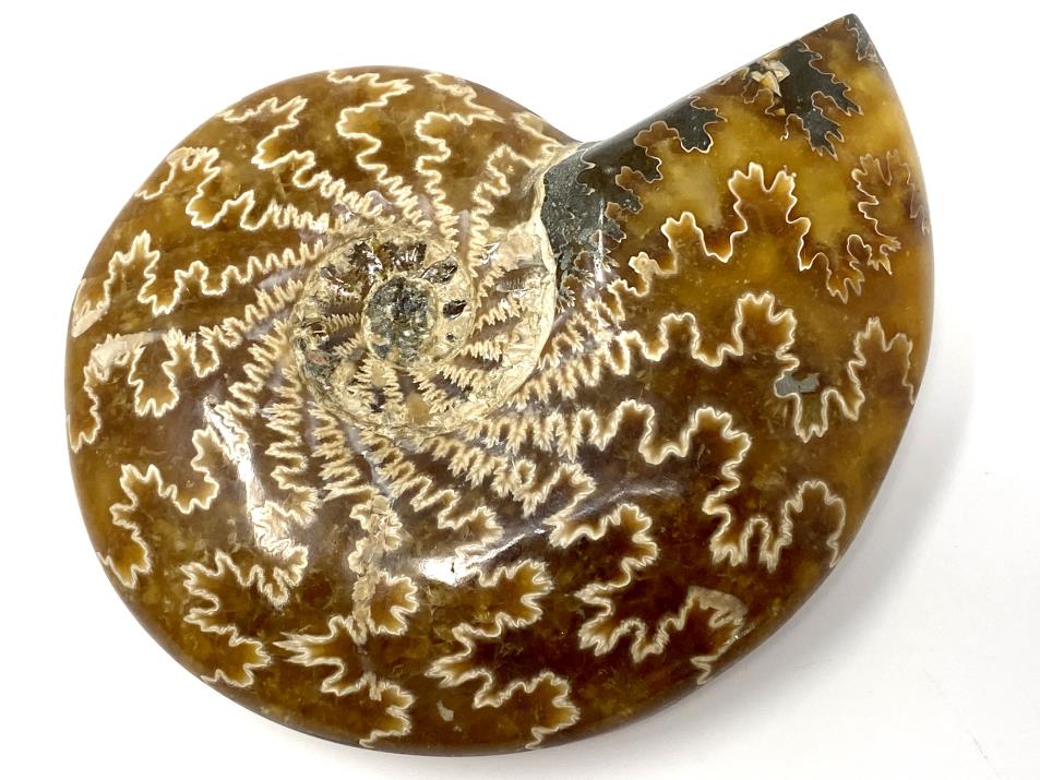 Ammonite Cleoniceras 10.6cm | Image 1