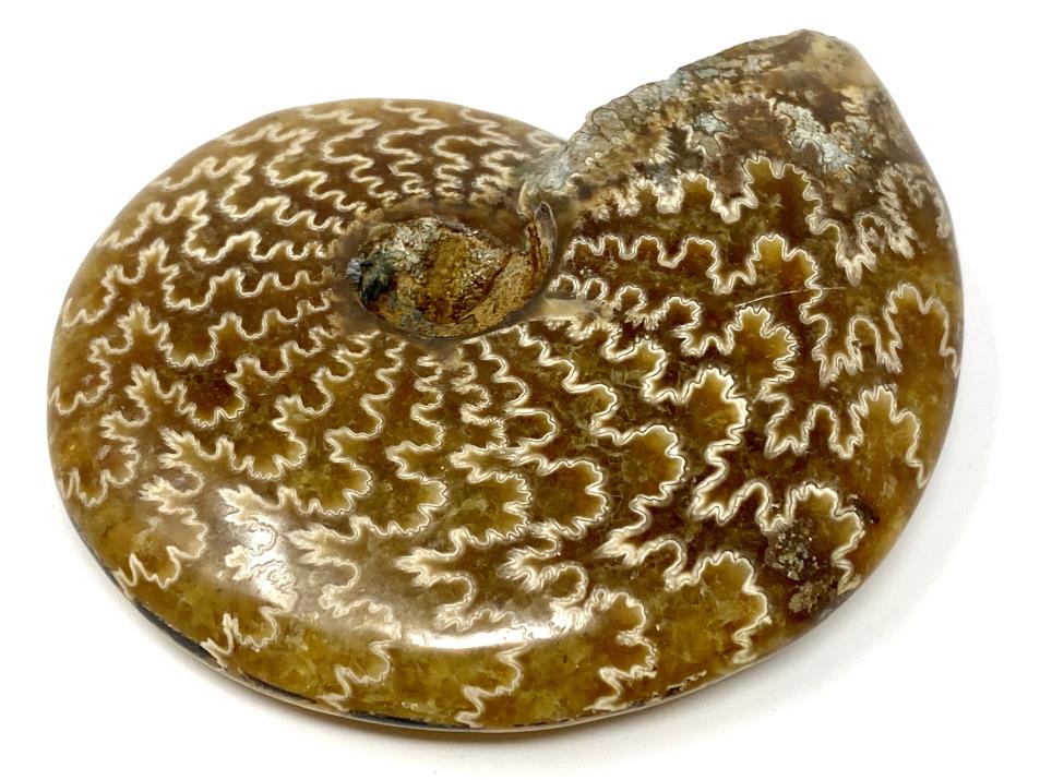 Ammonite Cleoniceras 8.2cm | Image 1