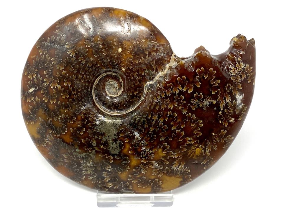 Ammonite Cleoniceras 12.2cm | Image 1