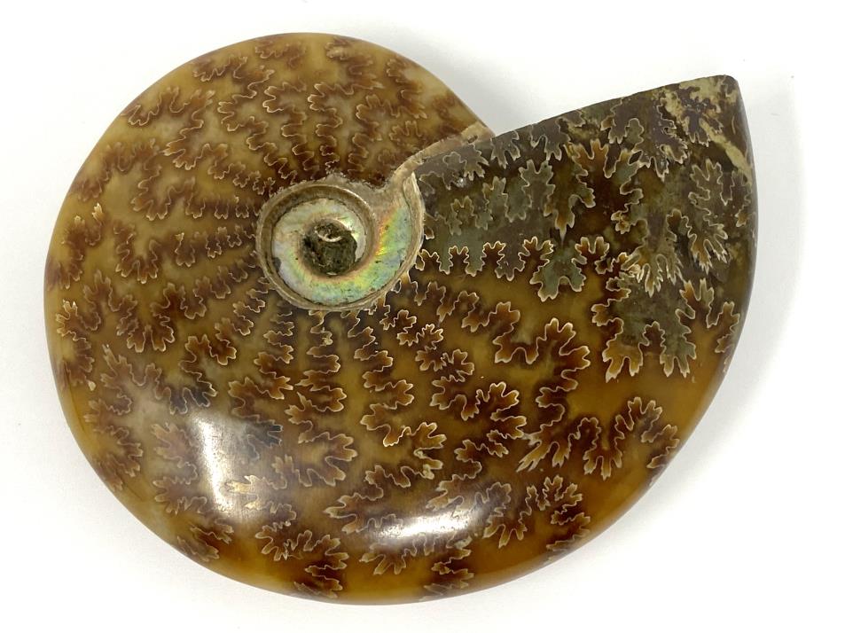 Ammonite Cleoniceras 9.1cm | Image 1