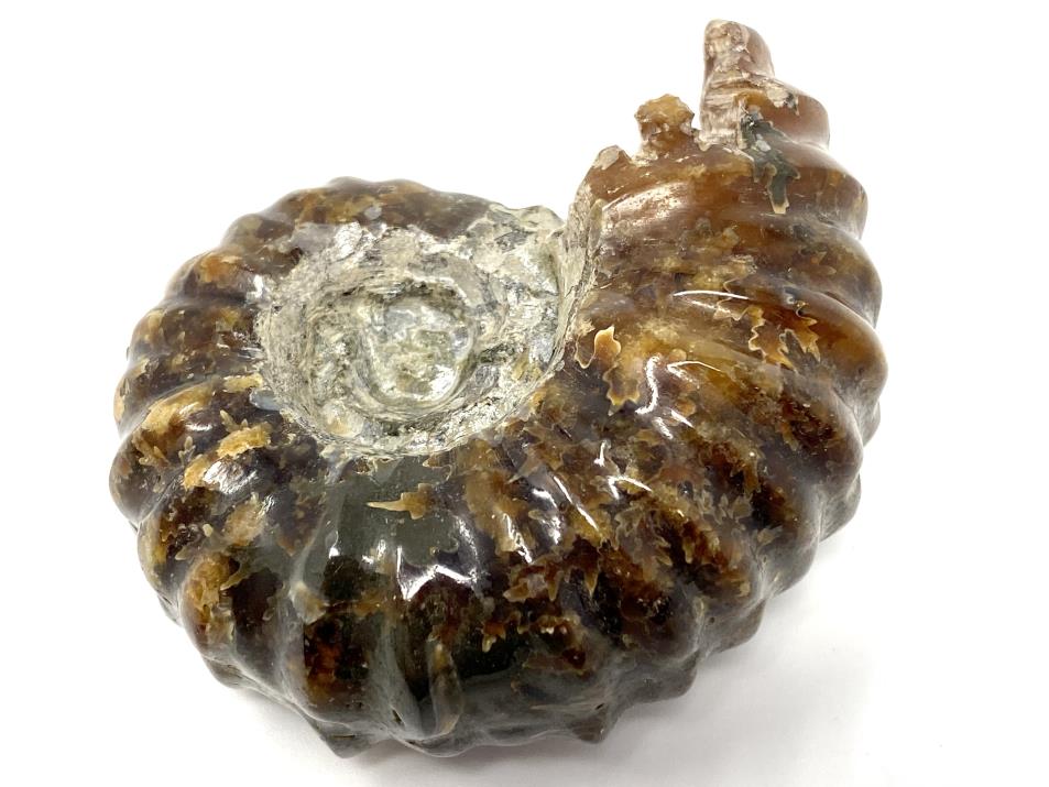 Ammonite Douvilleiceras 6.3cm | Image 1