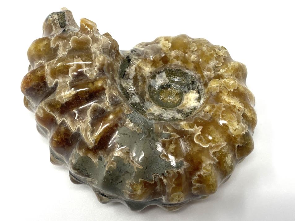 Ammonite Douvilleiceras 6.2cm | Image 1