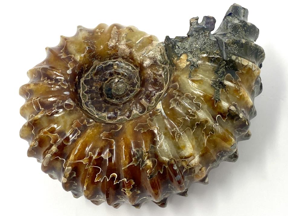 Ammonite Douvilleiceras 10.4cm | Image 1