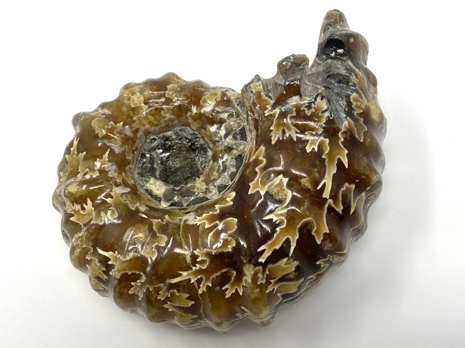 Ammonite Douvilleiceras 7cm | Image 1