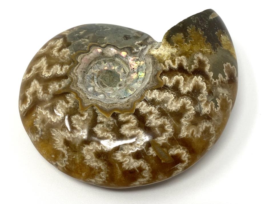Ammonite Cleoniceras 7.4cm | Image 1