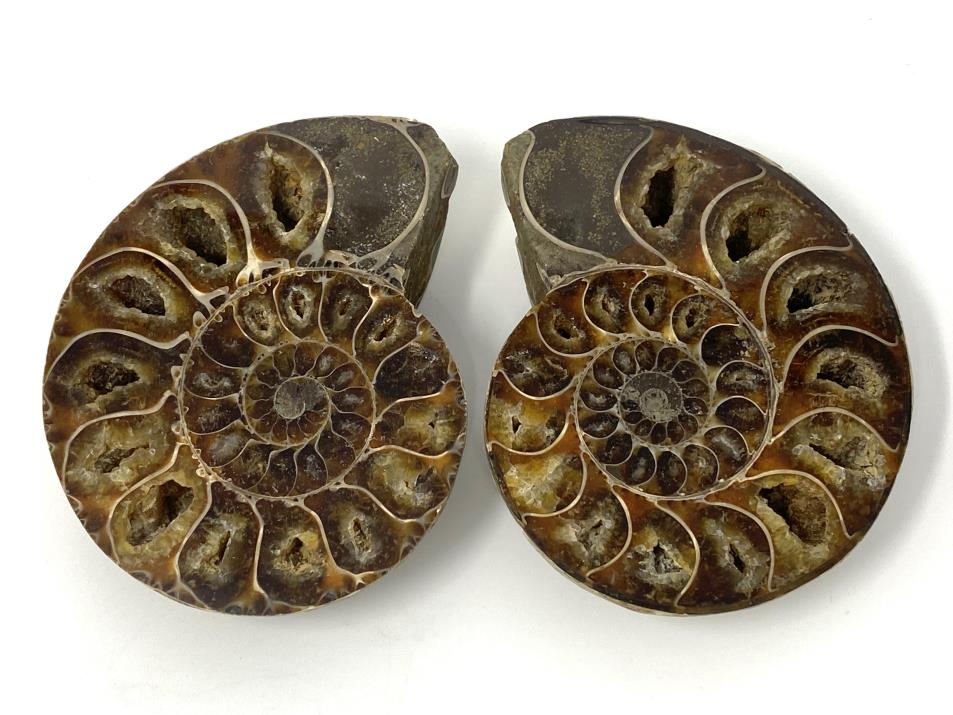 Ammonite Pair 9.1cm | Image 1