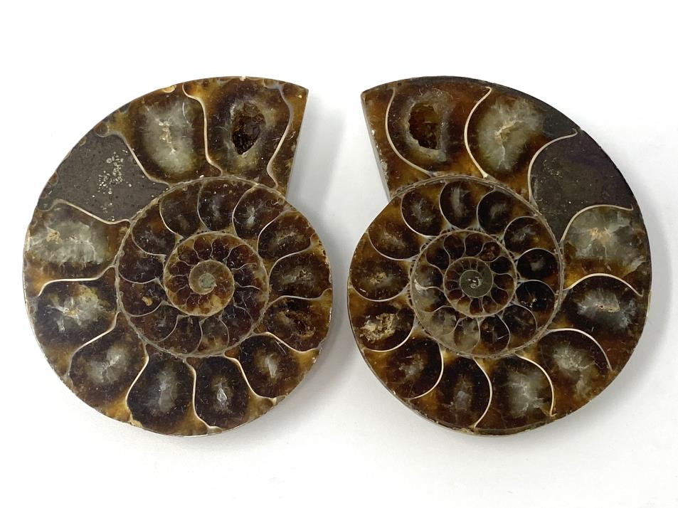 Ammonite Pair 6.3cm | Image 1