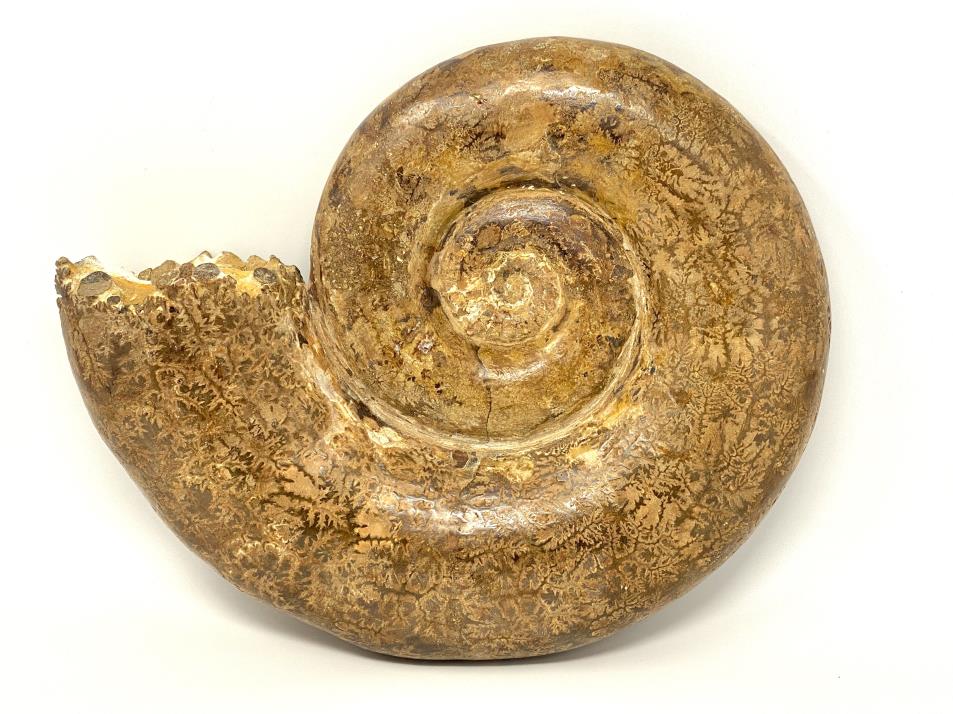 Ammonite Aspidoceras Large 31.8cm | Image 1