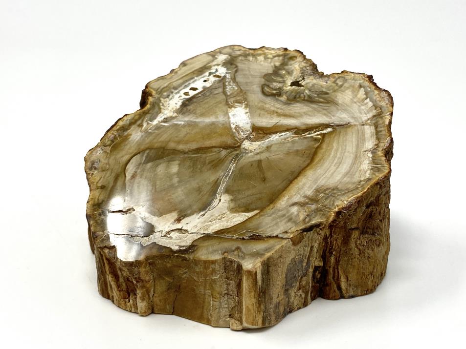 Fossilised Wood Branch Bevel Cut 9.4cm | Image 1