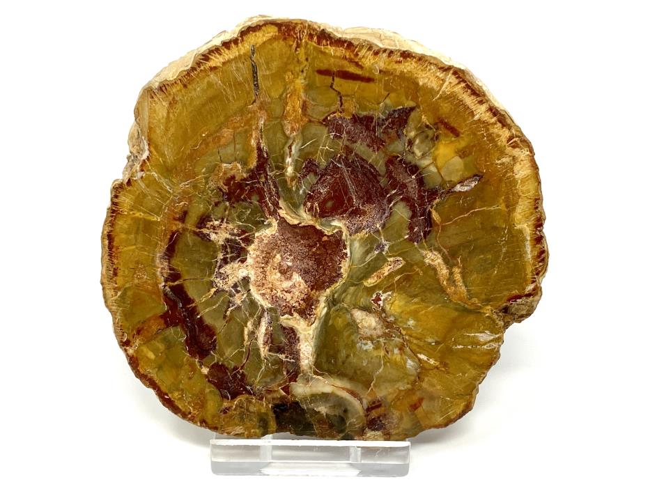 Fossilised Wood Slice 9cm | Image 1