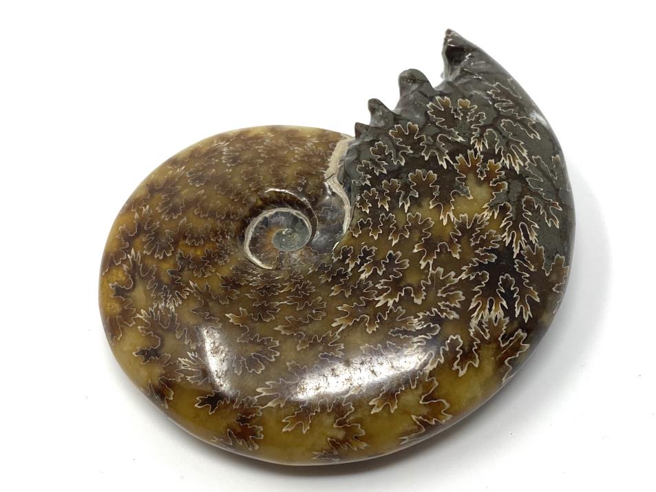 Ammonite Cleoniceras 8.3cm | Image 1