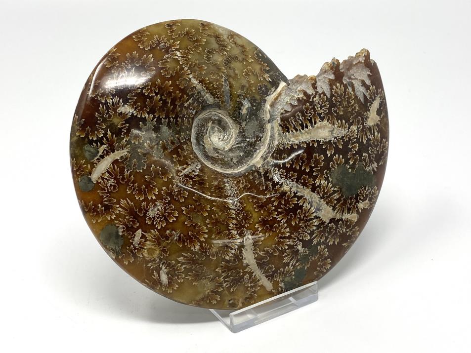 Ammonite Cleoniceras Large 14.2cm | Image 1